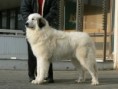 /album/fotogaleria/anastazia-balu-019-jpg/